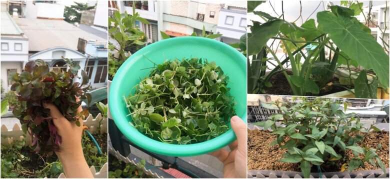 Cặp vợ chồng trẻ Sài Gòn xây vườn rau củ rộng 20m2 trên sân thượng, 2 năm làm vườn chỉ tốn 70 triệu - 7