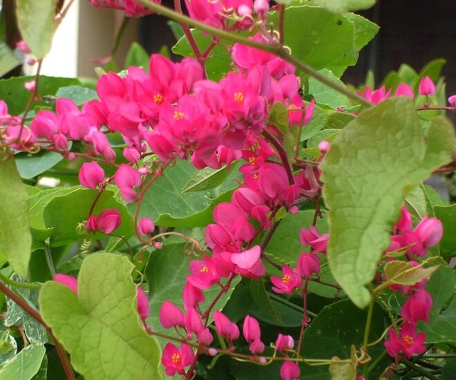 Cây bờ rào đổi đời thành &#34;nữ hoàng dây leo&#34;, nở quanh năm, vừa làm cảnh vừa làm thuốc, giá 150.000 đồng/cây - 1