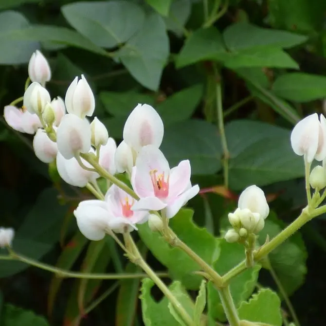 Cây bờ rào đổi đời thành &#34;nữ hoàng dây leo&#34;, nở quanh năm, vừa làm cảnh vừa làm thuốc, giá 150.000 đồng/cây - 7