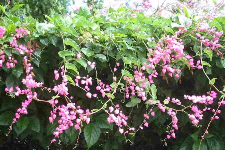 Cây bờ rào đổi đời thành &#34;nữ hoàng dây leo&#34;, nở quanh năm, vừa làm cảnh vừa làm thuốc, giá 150.000 đồng/cây - 8