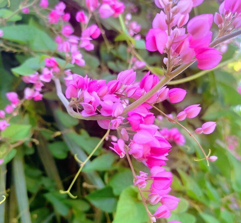 Cây bờ rào đổi đời thành &#34;nữ hoàng dây leo&#34;, nở quanh năm, vừa làm cảnh vừa làm thuốc, giá 150.000 đồng/cây - 6