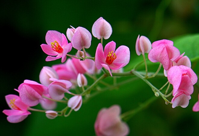 Cây bờ rào đổi đời thành &#34;nữ hoàng dây leo&#34;, nở quanh năm, vừa làm cảnh vừa làm thuốc, giá 150.000 đồng/cây - 5