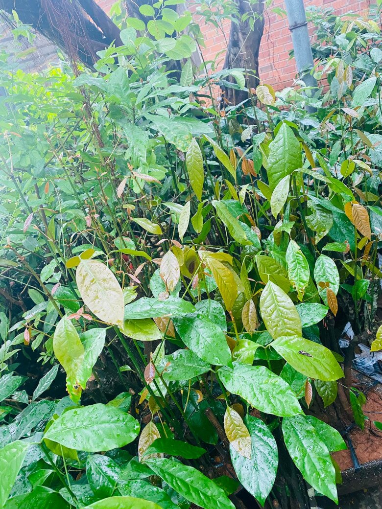 Cây dại cắm đất là lên tua tủa, xưa mọc vạ vật bìa rừng nay thành đặc sản 150.000đ/kg, trồng một cây thu hoạch quanh năm - 8