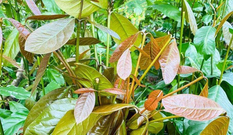Cây dại cắm đất là lên tua tủa, xưa mọc vạ vật bìa rừng nay thành đặc sản 150.000đ/kg, trồng một cây thu hoạch quanh năm - 5