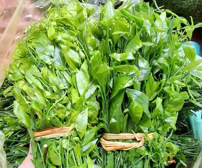 Cây dại mọc bờ bụi xưa không ai ăn, nay thành đặc sản giá 200.000 đồng/kg, trồng một lần thu hoạch được nhiều năm - 1