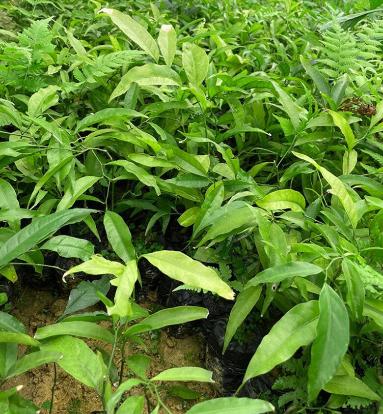 Cây dại mọc bờ bụi xưa không ai ăn, nay thành đặc sản giá 200.000 đồng/kg, trồng một lần thu hoạch được nhiều năm - 4