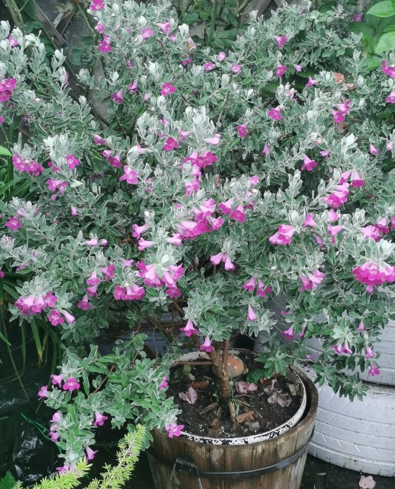 Cây dại mọc hoang đổi đời thành cây cảnh, đẹp không kém gì hoa giấy, nở từ xuân đến thu, chịu nóng cực tốt - 5