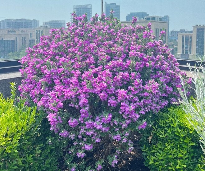 Cây dại mọc hoang đổi đời thành cây cảnh, đẹp không kém gì hoa giấy, nở từ xuân đến thu, chịu nóng cực tốt - 1