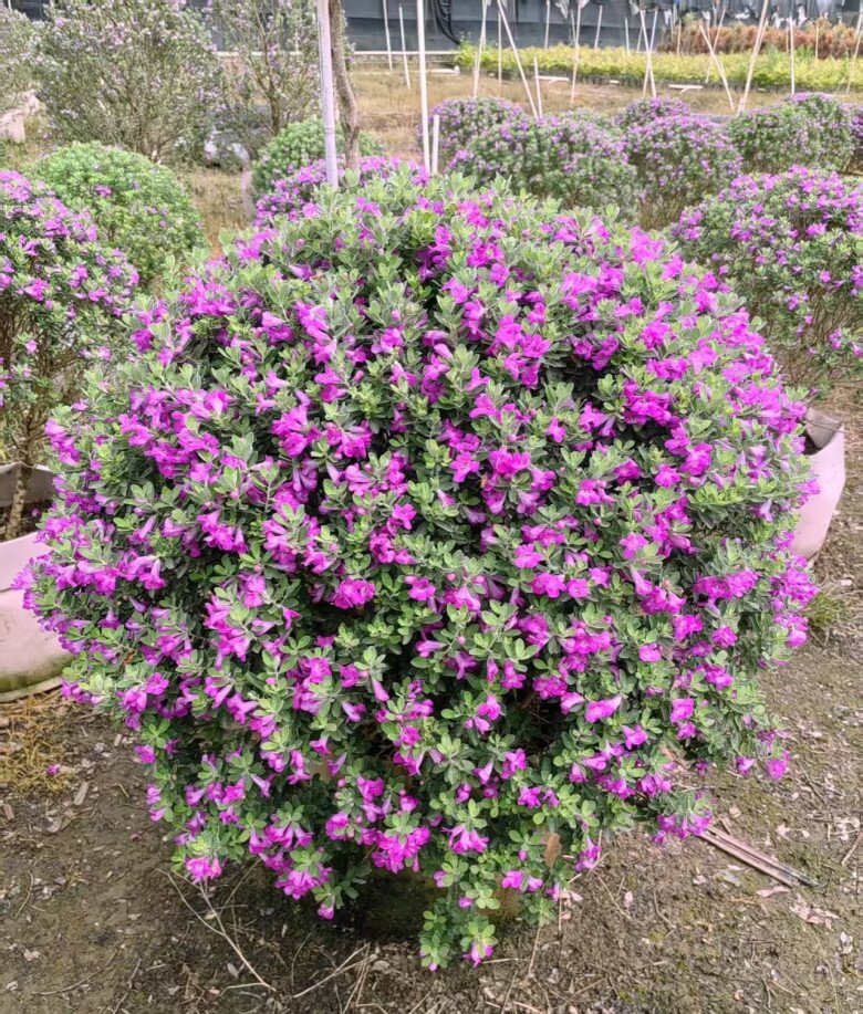 Cây dại mọc hoang đổi đời thành cây cảnh, đẹp không kém gì hoa giấy, nở từ xuân đến thu, chịu nóng cực tốt - 3