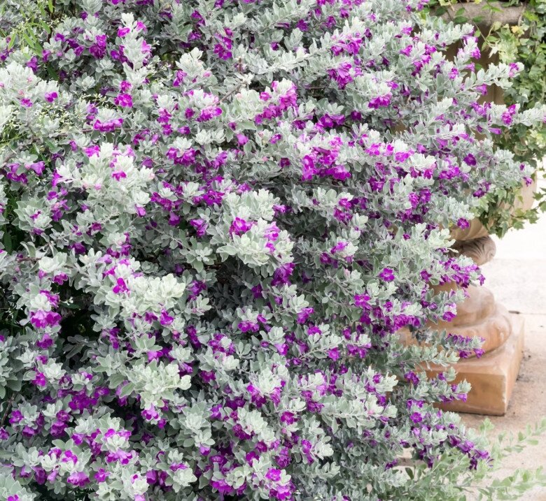 Cây dại mọc hoang đổi đời thành cây cảnh, đẹp không kém gì hoa giấy, nở từ xuân đến thu, chịu nóng cực tốt - 4