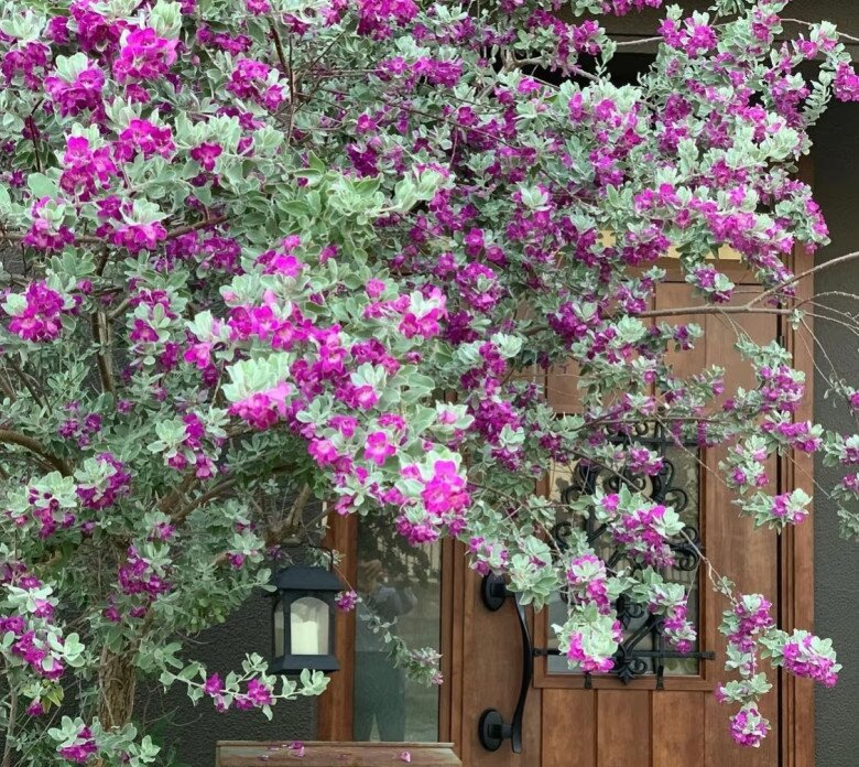 Cây dại mọc hoang đổi đời thành cây cảnh, đẹp không kém gì hoa giấy, nở từ xuân đến thu, chịu nóng cực tốt - 2