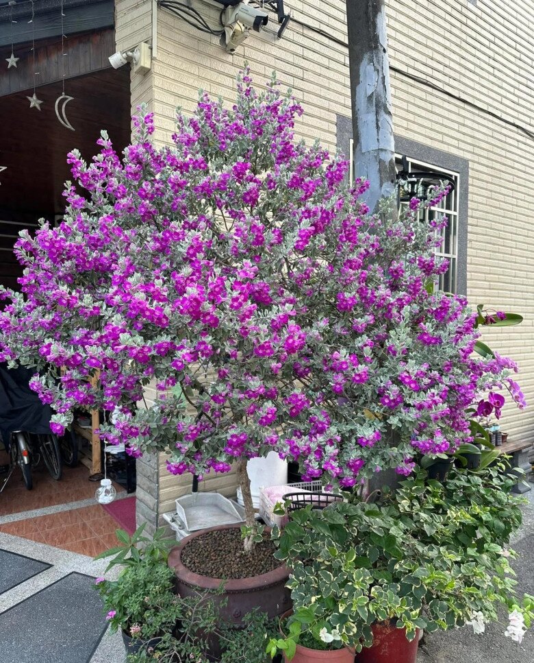 Cây dại mọc hoang đổi đời thành cây cảnh, đẹp không kém gì hoa giấy, nở từ xuân đến thu, chịu nóng cực tốt - 6