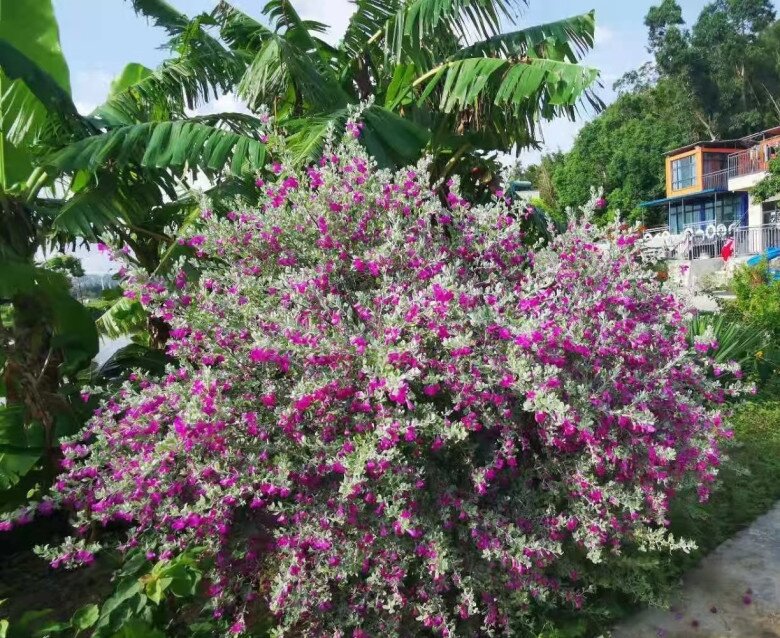 Cây dại mọc hoang đổi đời thành cây cảnh, đẹp không kém gì hoa giấy, nở từ xuân đến thu, chịu nóng cực tốt - 7