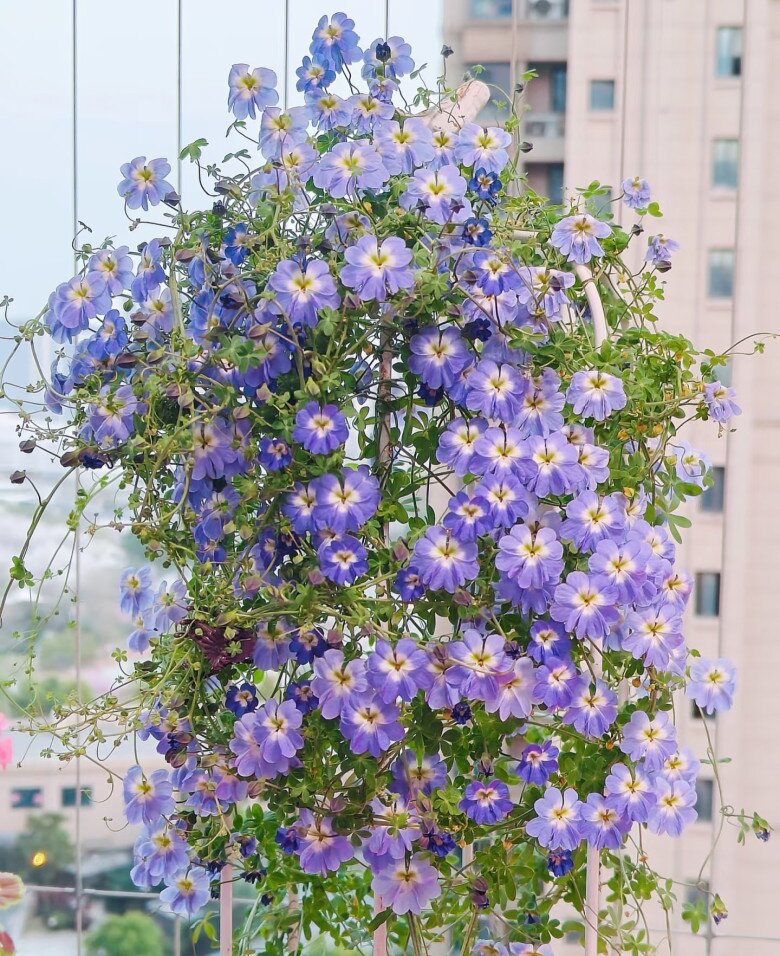 Cây dây leo đẹp chẳng kém hoa giấy, nở cả nghìn bông một lúc, trồng ở ban công sẽ thành biển hoa - 7
