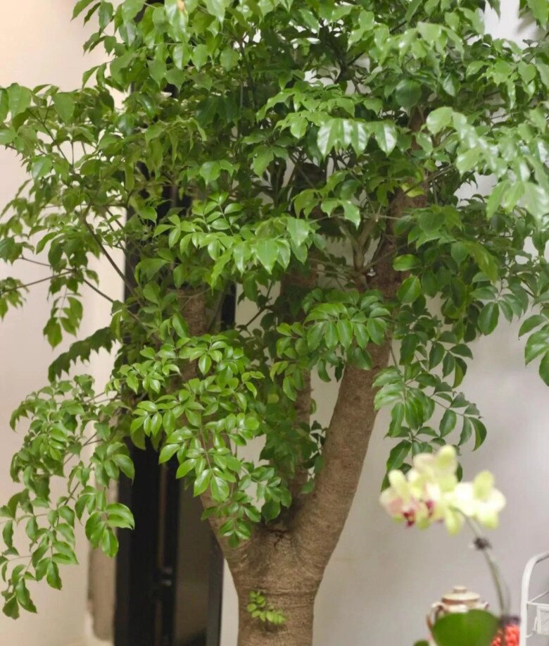 Cây hạnh phúc nở hoa báo hiệu điều gì? Làm 4 việc này thường xuyên cành sẽ nở đầy hoa - 7