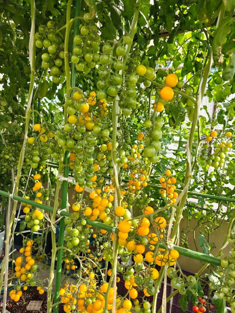 Chàng trai trồng cà chua trong cốc trà sữa ở ban công, quả sai trĩu cành, ai nhìn cũng mê - 5