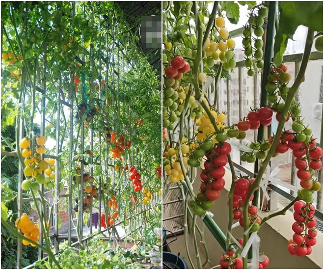 Chàng trai trồng cà chua trong cốc trà sữa ở ban công, quả sai trĩu cành, ai nhìn cũng mê - 1
