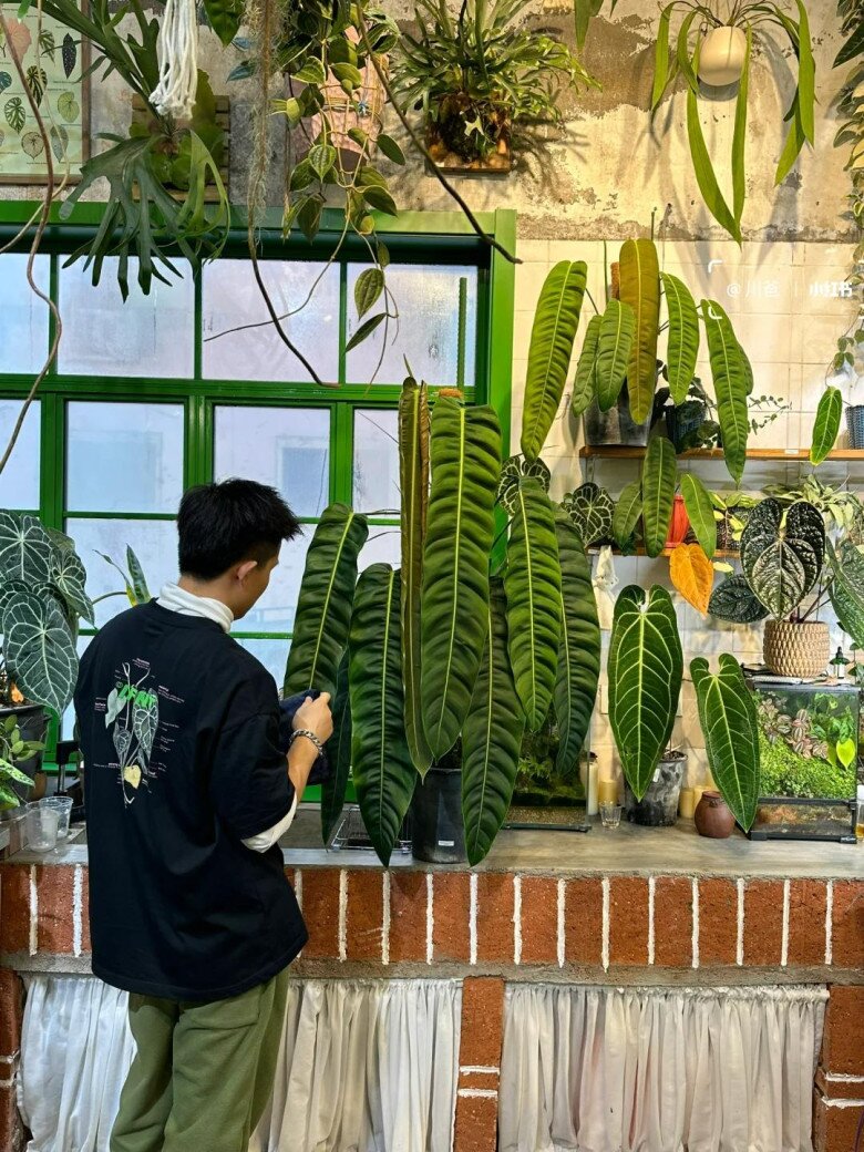 Chàng trai trồng cây lá xanh siêu to trong nhà, lá dài gần 3m, đẹp hơn cả rèm cửa - 2