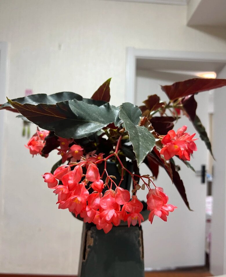 Đây là “cỗ máy nở hoa” trong nhà, hoa đẹp lá xinh, trồng ở ban công hướng Bắc vẫn nở tưng bừng quanh năm - 4