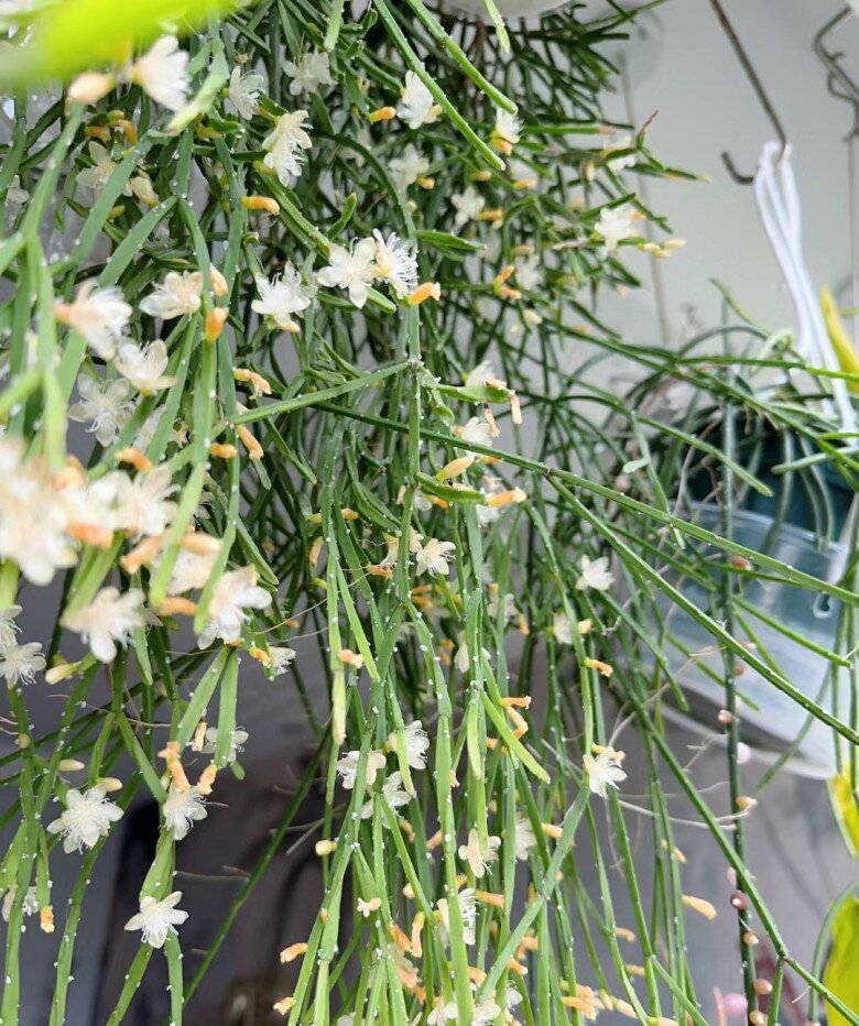 Đây là “vua” cây treo, cành rủ xuống thành thác xanh, hoa vừa đẹp vừa thơm, quả xinh xắn cũng ăn được - 7