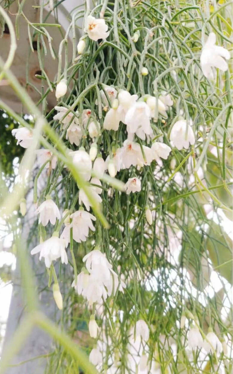 Đây là “vua” cây treo, cành rủ xuống thành thác xanh, hoa vừa đẹp vừa thơm, quả xinh xắn cũng ăn được - 4
