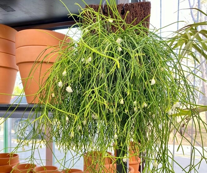 Đây là “vua” cây treo, cành rủ xuống thành thác xanh, hoa vừa đẹp vừa thơm, quả xinh xắn cũng ăn được - 1