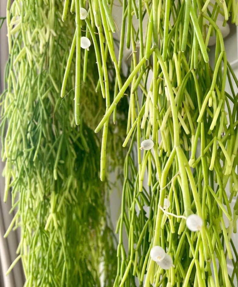 Đây là “vua” cây treo, cành rủ xuống thành thác xanh, hoa vừa đẹp vừa thơm, quả xinh xắn cũng ăn được - 6