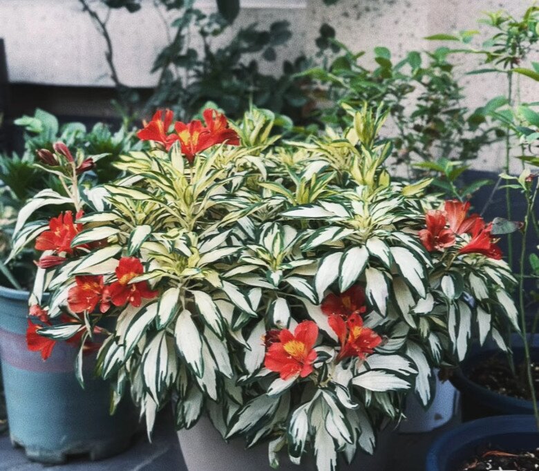 Đây là &#34;vua&#34; của cây trồng chậu, đẹp từ lá đến hoa, nở 3 mùa mỗi năm, có thể trồng ở ban công hướng bắc - 10