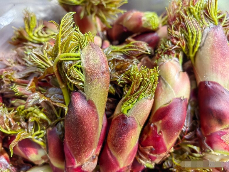 Đây là “vua rau dại”, xưa toàn bị chặt bỏ nhưng nay thành đặc sản giá 400.000 đồng/kg, trồng cực dễ - 2
