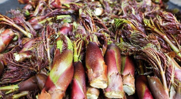 Đây là “vua rau dại”, xưa toàn bị chặt bỏ nhưng nay thành đặc sản giá 400.000 đồng/kg, trồng cực dễ - 3