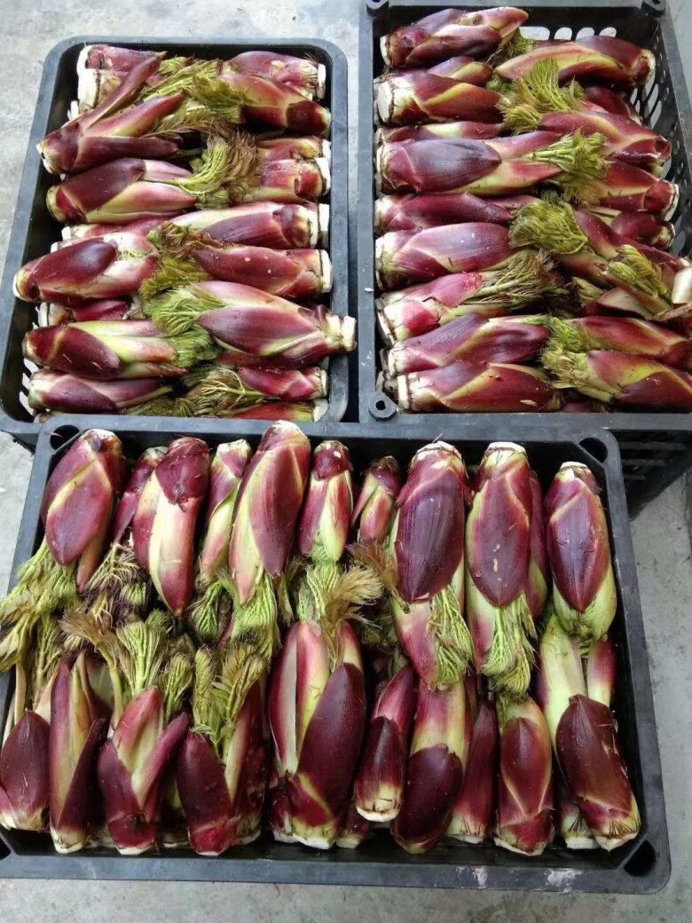 Đây là “vua rau dại”, xưa toàn bị chặt bỏ nhưng nay thành đặc sản giá 400.000 đồng/kg, trồng cực dễ - 4