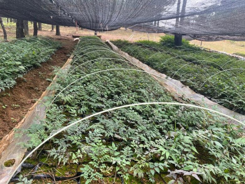 Đây là “vua rau dại”, xưa toàn bị chặt bỏ nhưng nay thành đặc sản giá 400.000 đồng/kg, trồng cực dễ - 5