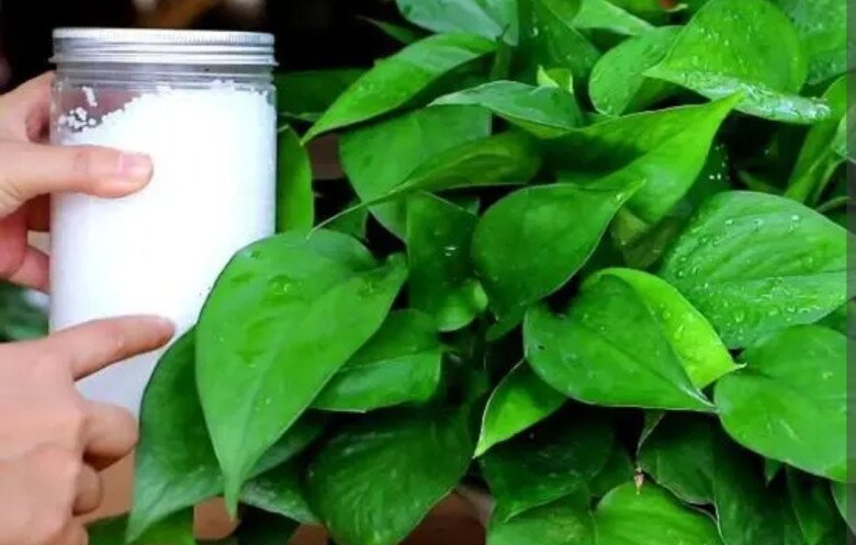 Đừng chỉ tưới nước lã cho cây trầu bà nữa! Thêm thứ này vào nước lá vừa xanh đậm vừa bóng mượt, ra cành mới ầm ầm - 2