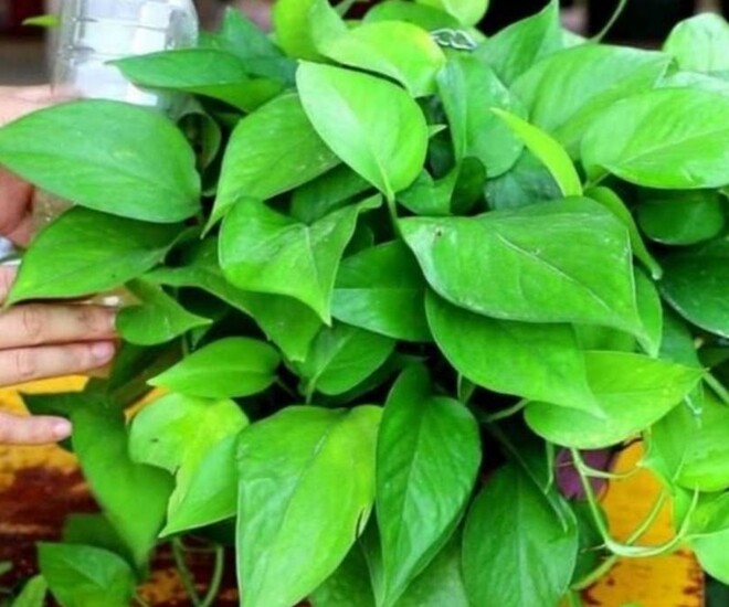 Đừng chỉ tưới nước lã cho cây trầu bà nữa! Thêm thứ này vào nước lá vừa xanh đậm vừa bóng mượt, ra cành mới ầm ầm - 1