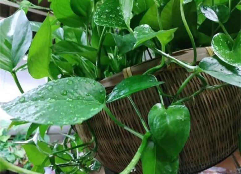 Đừng chỉ tưới nước lã cho cây trầu bà nữa! Thêm thứ này vào nước lá vừa xanh đậm vừa bóng mượt, ra cành mới ầm ầm - 3