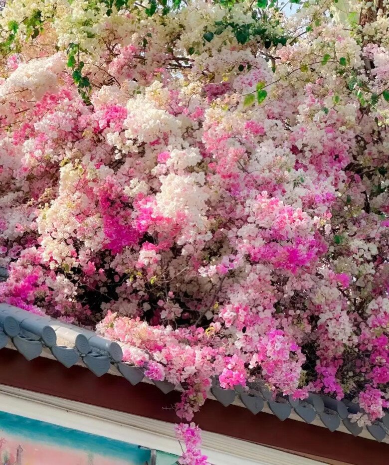 Đừng chỉ tưới nước lã cho hoa giấy! Hãy thêm thứ này vào, cây phát triển khỏe mạnh, nở hoa rực rỡ quanh năm - 4