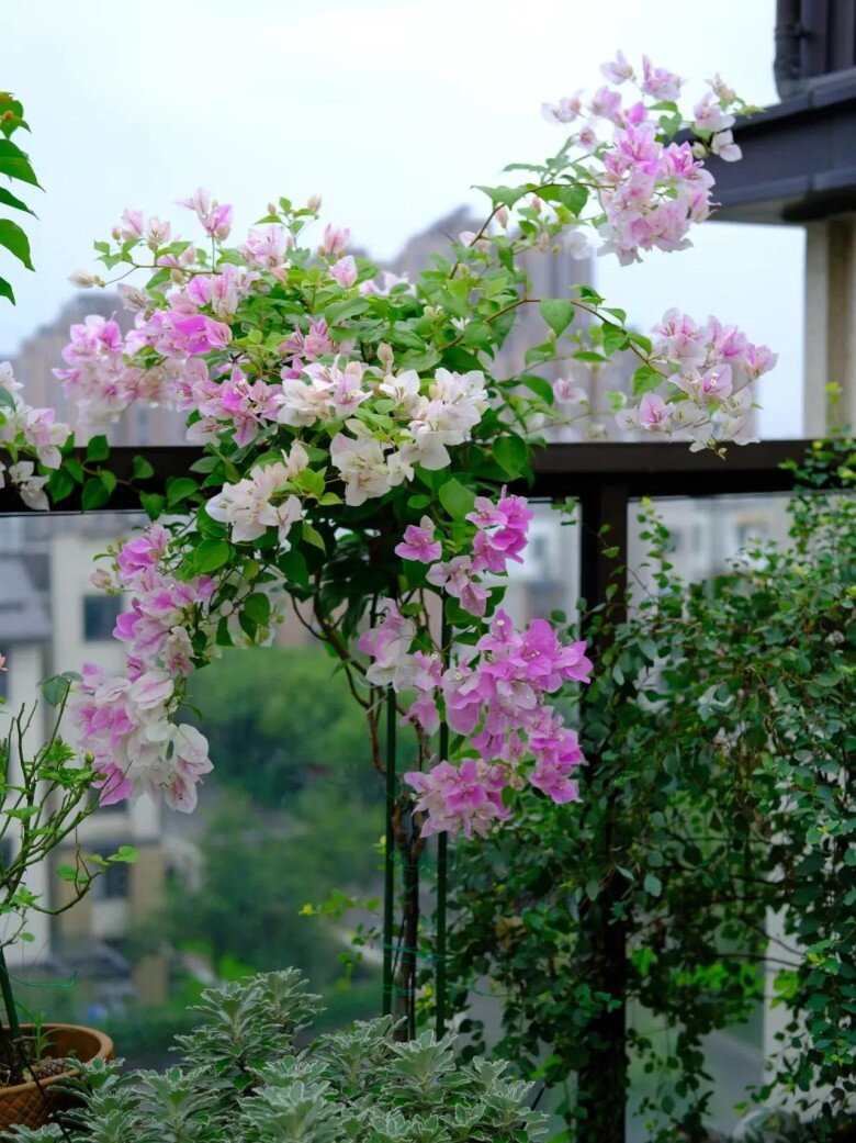 Đừng chỉ tưới nước lã cho hoa giấy! Hãy thêm thứ này vào, cây phát triển khỏe mạnh, nở hoa rực rỡ quanh năm - 3