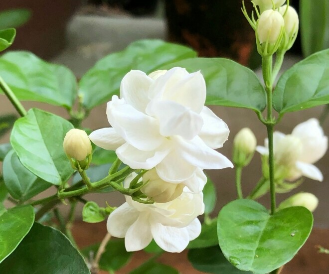 Hoa nhài vừa đẹp vừa thơm nhưng nhà ở 3 hướng, người thuộc 2 mệnh này không nên trồng - 1