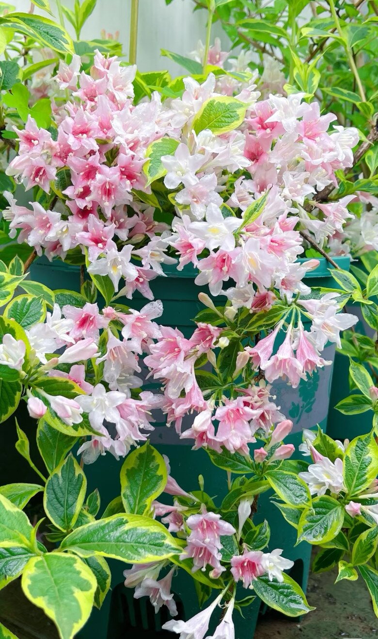 Loài hoa &#34;đại cát&#34; đẹp cả lá lẫn hoa, nở từ xuân đến thu, trồng một chậu vừa đẹp nhà vừa rước lộc - 2