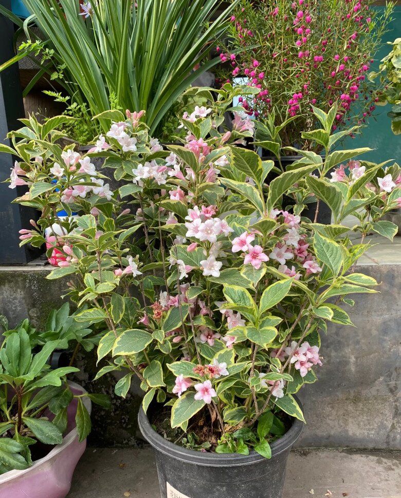 Loài hoa &#34;đại cát&#34; đẹp cả lá lẫn hoa, nở từ xuân đến thu, trồng một chậu vừa đẹp nhà vừa rước lộc - 10