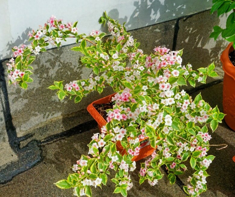 Loài hoa &#34;đại cát&#34; đẹp cả lá lẫn hoa, nở từ xuân đến thu, trồng một chậu vừa đẹp nhà vừa rước lộc - 9