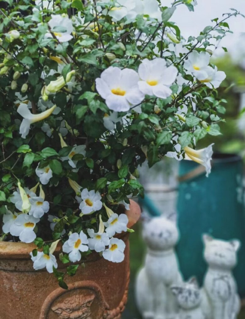 Loài hoa này đẹp không thua kém hoa giấy, nở từ xuân đến cuối thu, cắm cành xuống đất 3 tuần liền ra lá - 2