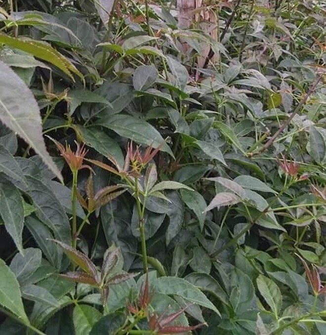 Loài rau dại cùng họ với nhân sâm, nay thành đặc sản giá 60.000 đồng/kg, cắm cành vào đất 10 ngày là bén rễ - 4