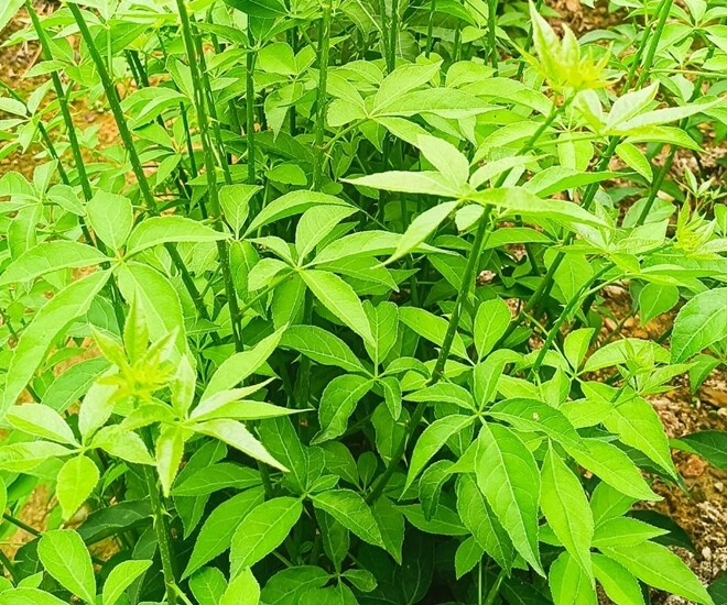 Loài rau dại cùng họ với nhân sâm, nay thành đặc sản giá 60.000 đồng/kg, cắm cành vào đất 10 ngày là bén rễ - 1