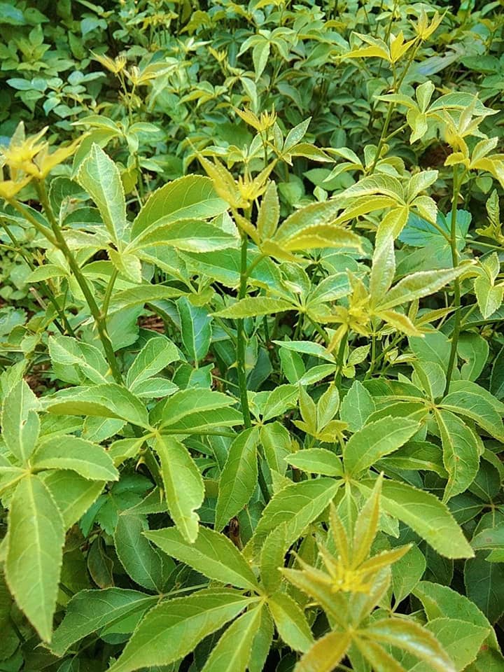Loài rau dại cùng họ với nhân sâm, nay thành đặc sản giá 60.000 đồng/kg, cắm cành vào đất 10 ngày là bén rễ - 2