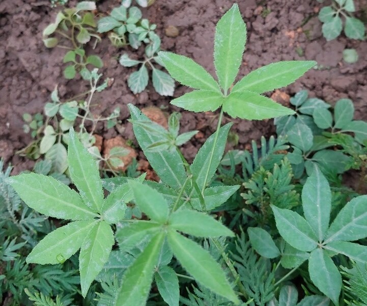 Loài rau dại cùng họ với nhân sâm, nay thành đặc sản giá 60.000 đồng/kg, cắm cành vào đất 10 ngày là bén rễ - 5