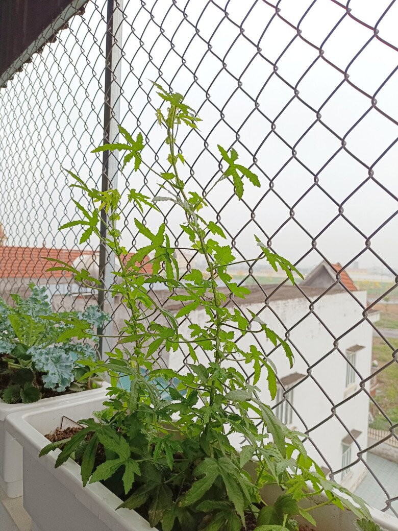 Loại rau mọc hoang nay thành đặc sản, vừa ăn vừa làm thuốc, trồng siêu dễ, hạt chạm đất là đâm chồi - 5