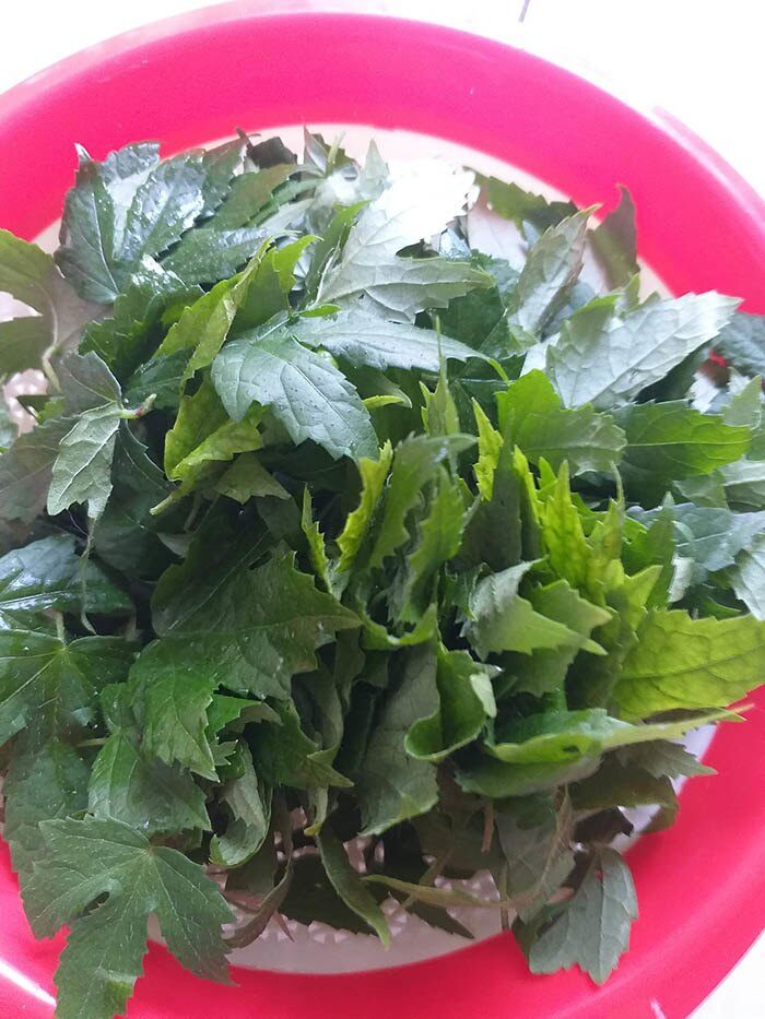 Loại rau mọc hoang nay thành đặc sản, vừa ăn vừa làm thuốc, trồng siêu dễ, hạt chạm đất là đâm chồi - 3