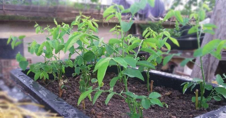 Loại rau này giàu canxi hơn sữa, giàu sắt gấp 7 lần thịt bò, cắm cành vào đất liền bén rễ, 2 tháng cho thu hoạch - 8