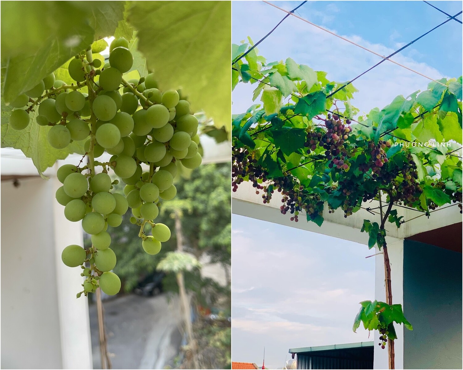 Mẹ đảm Phú Thọ trồng rau trên sân thượng vì con bị ngộ độc, giờ rau sạch ăn quanh năm, hái mỏi tay không hết - 14